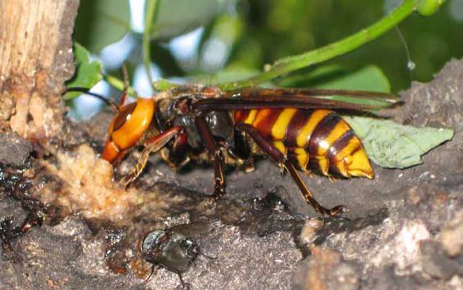 世界上最毒的蜂排名,尤其是前三种蜂,经常有蜇人致死的报道!