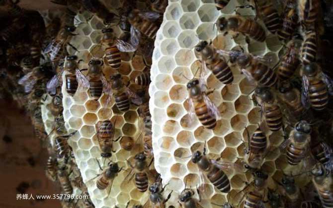 在农村养蜜蜂要花多少钱？