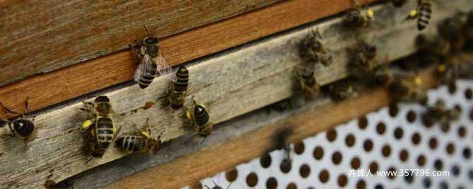 【问】蜜蜂爬蜂病有几种怎样治疗？