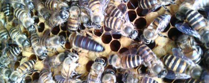 【问】蜜蜂大量死亡怎么治疗？