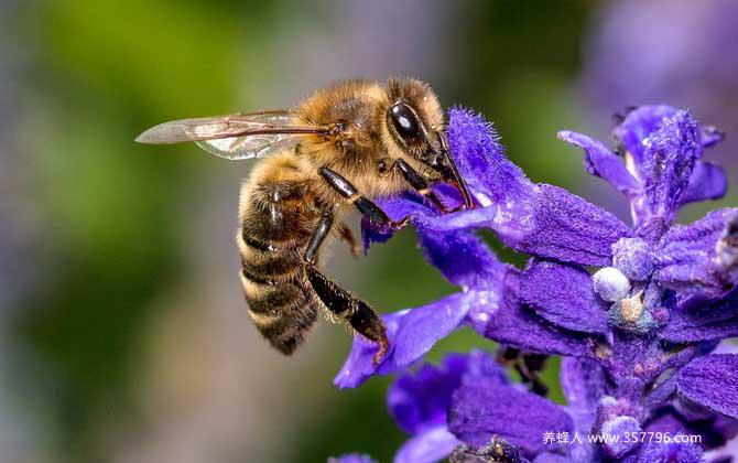 蜜蜂的特点有哪些？