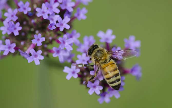2020年蜜蜂多少钱一箱？