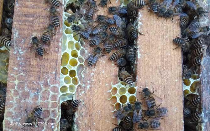养40箱蜂一年赚多少钱？