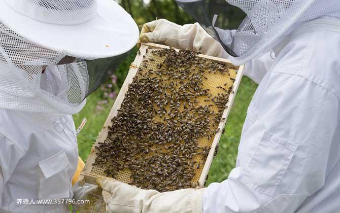 养蜂人收入怎么样？