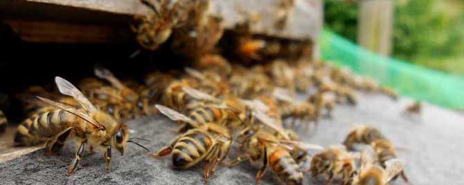 【问】蜜蜂的病怎么防治最有效？