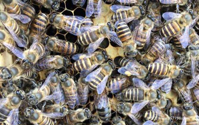 发展蜜蜂养殖有什么好处？