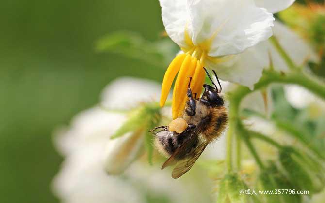 养50箱蜜蜂能挣多少钱？