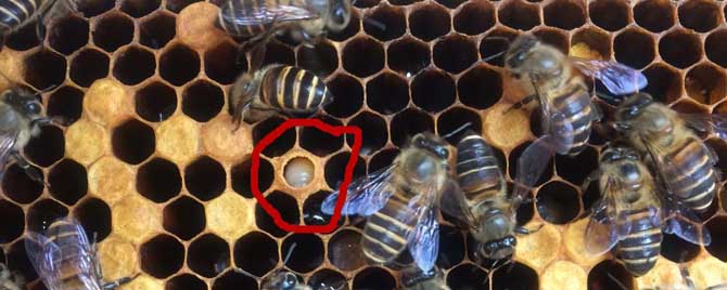 【问】中蜂中囊病的治疗方法有哪些？