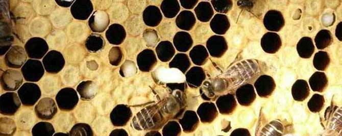 【问】蜜蜂中囊病怎么治疗？