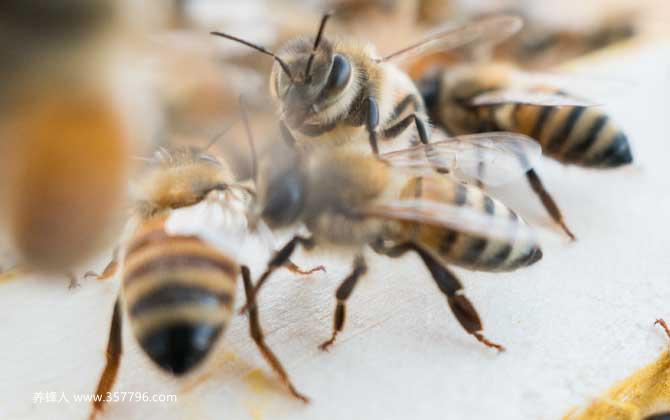 养蜂初学者该怎么做？