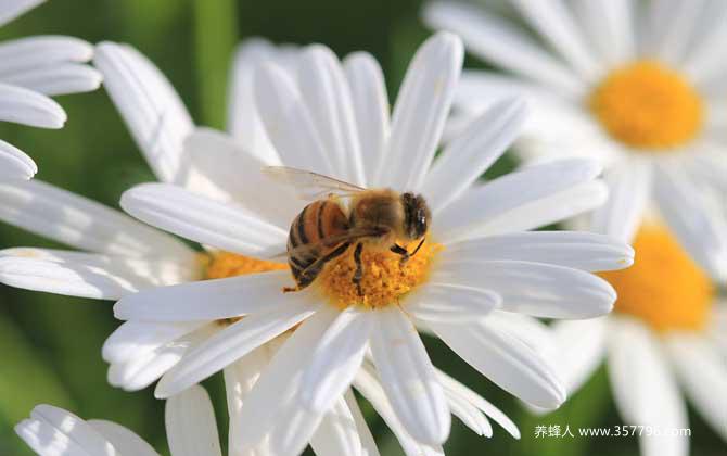 家里来蜜蜂是什么预兆？