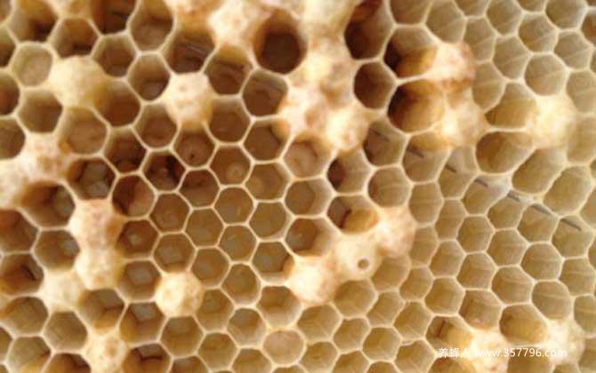 蜜蜂是怎么发育成的？三型蜂的发育大不相同，尤以蜂王最为特殊！