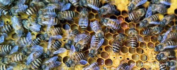 【问】中蜂爬蜂病怎样防治？