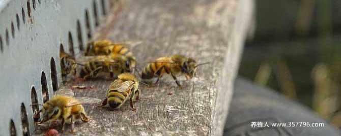【问】蜜蜂爬蜂病用盐治有效吗？