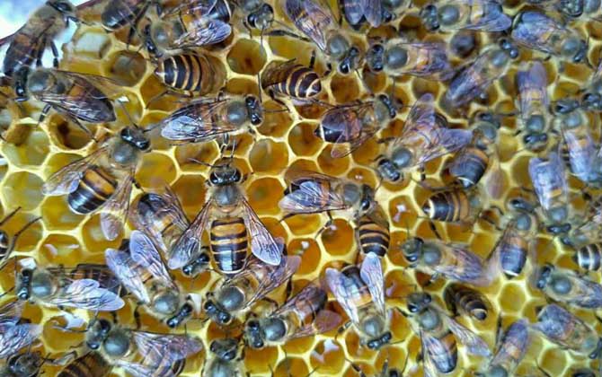 蜜蜂养殖虽然能赚钱，但不是任何地方都能养，除非具备这些条件！