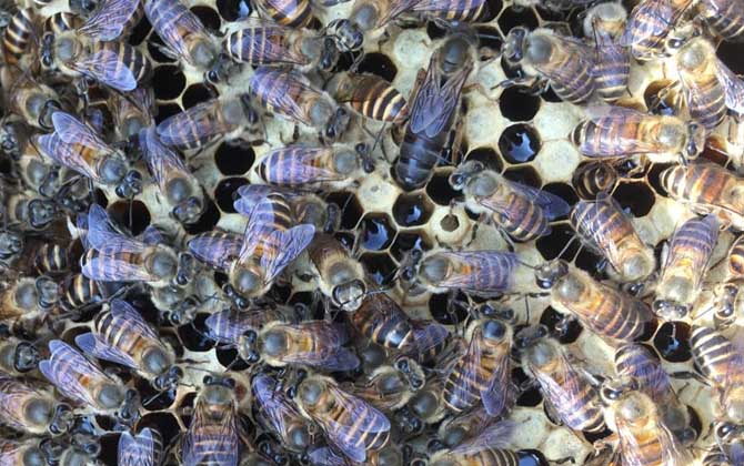 我国养殖的蜜蜂有哪些？除了中蜂和意蜂，这些蜂种也是大名鼎鼎!