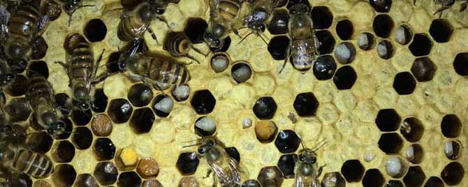 【问】石灰治中蜂囊状幼虫病有效吗？