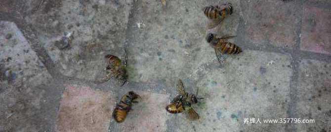 【问】蜜蜂爬蜂病有啥特效药？