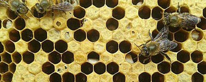 【问】中蜂囊状幼虫病特效药有哪些？