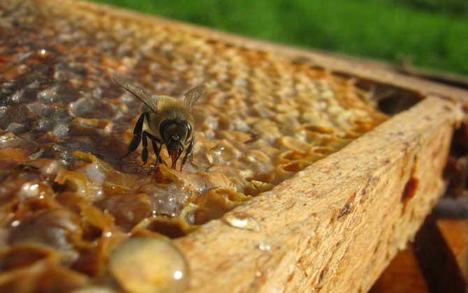 了解蜜蜂的生活习性，是养好蜂的前提，否则终究是“雾里看花”！
