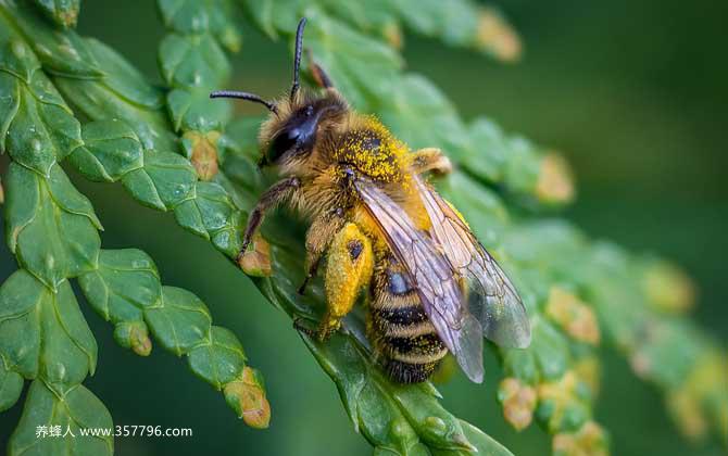 2020年养蜜蜂能赚钱吗？
