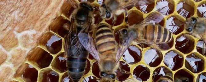 【问】蜜蜂大肚病用什么药？
