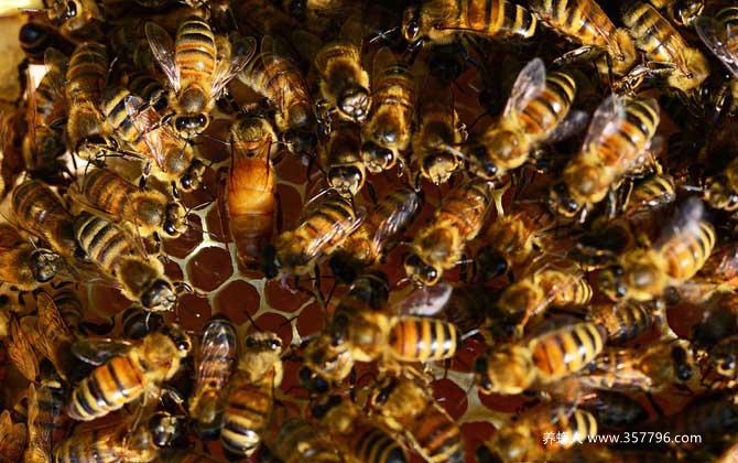 蜜蜂副伤寒病的症状及防治