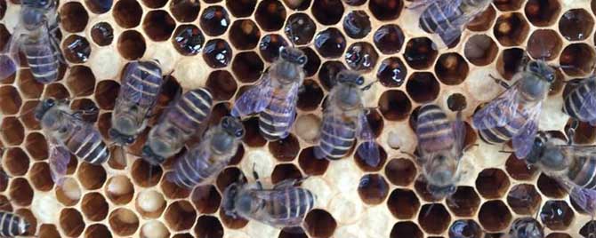 【问】中蜂囊状幼虫病专用药有哪些？