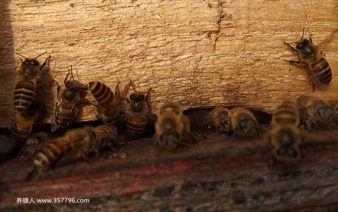 在农村养殖蜜蜂能赚钱吗？