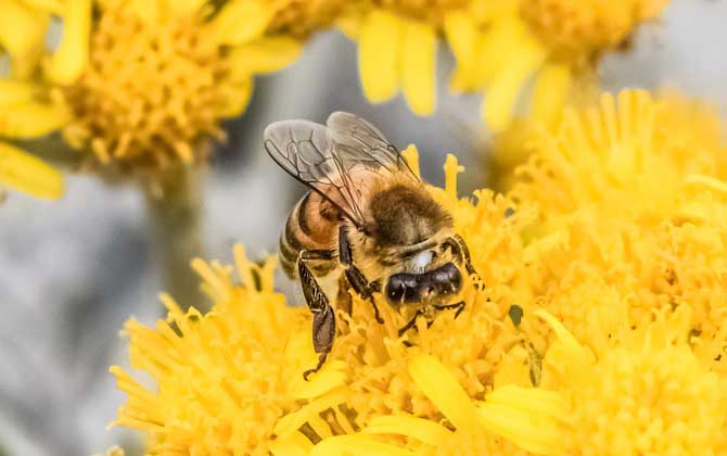 工蜂在蜂群中有什么作用？倘若没有工蜂，蜂王和雄蜂都将被饿死！
