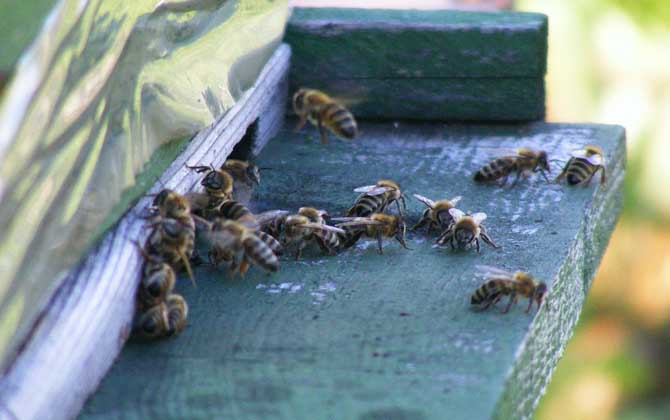 意大利蜜蜂有什么特点？
