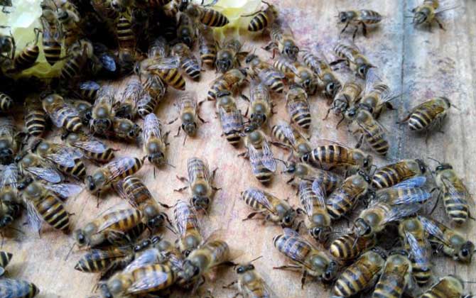 自然分蜂一年有几次？