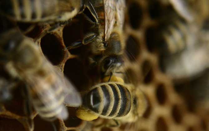 蜜蜂急造王台几天出王？