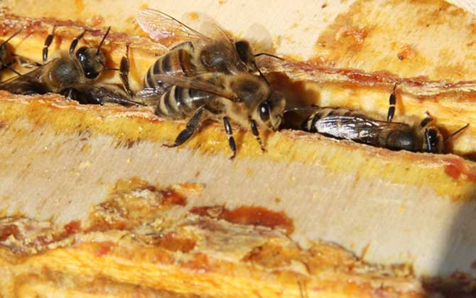 蜂胶的作用与功效有哪些？不但能增强免疫，而且还能降“三高”！