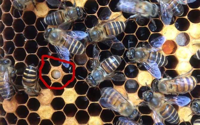 青霉素治中蜂烂子病有效吗？