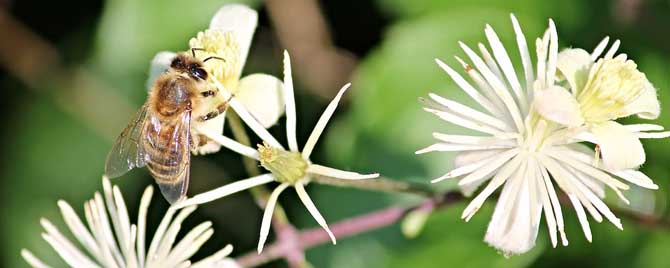 【问】蜜蜂的生活特征有哪些？