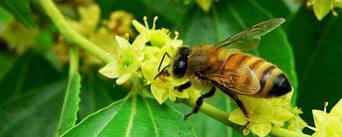 【问】枣花蜜中毒有什么办法？