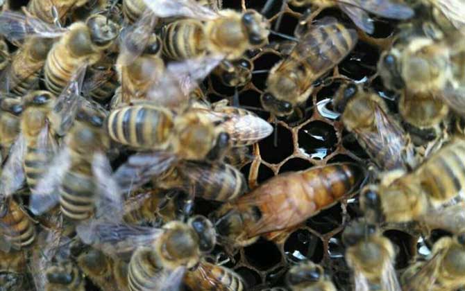 西方蜜蜂品种有哪些？意大利蜂最著名，还有东北黑蜂和新疆黑蜂！
