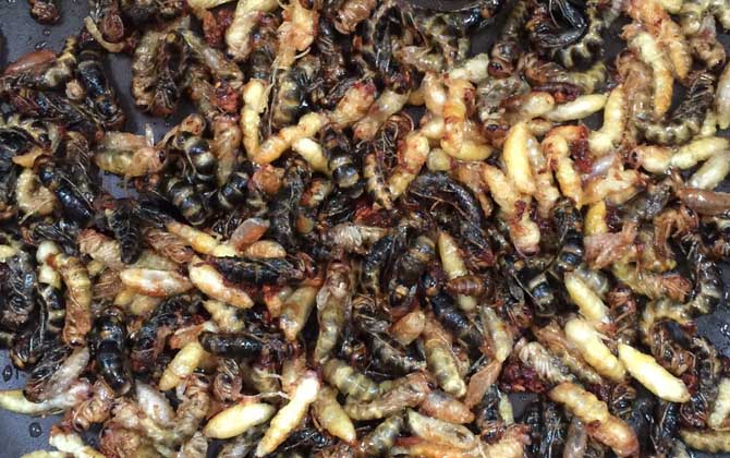 蜂蛹吃了有什么好处？不但能增强体质，还有美容养颜的效果！