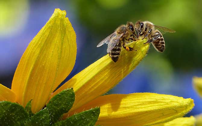 蜜蜂蛰了肿痒几天会自愈吗？能自愈，实际上蜜蜂的毒性并不强！