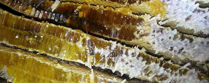 【问】新鲜的蜂蜜可以放多久？