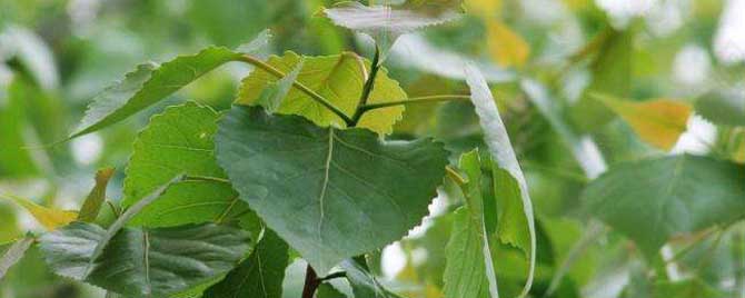 【问】什么是胶源植物？