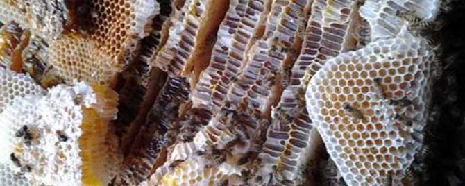【问】蜂巢熬水治好了鼻炎是真的吗？