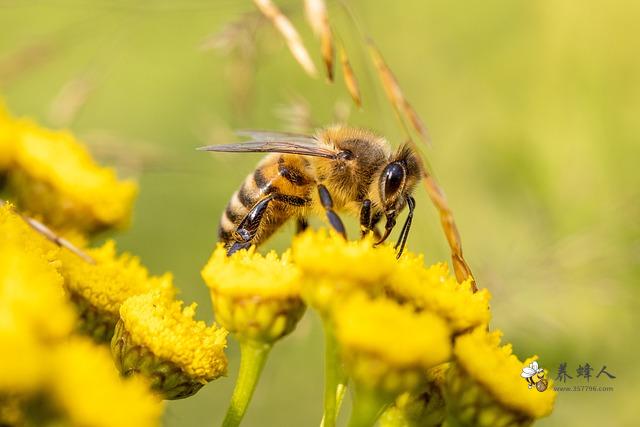 蜂蜜的神奇功效，原来还能提高性功能？