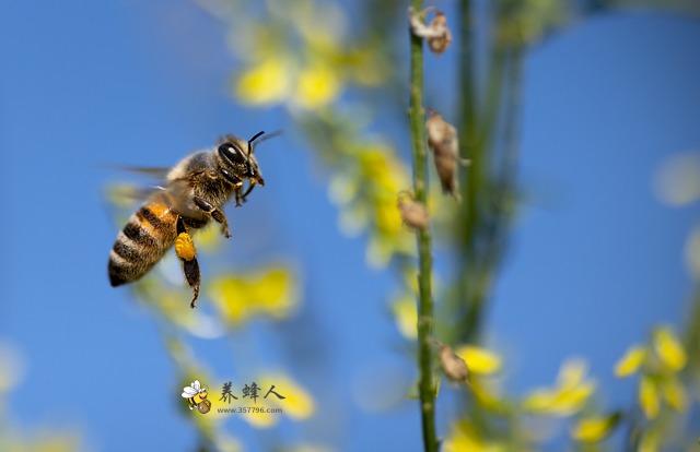 如何正确采摘与饲养黄腰虎头蜂，黄腰虎头蜂的药用价值和副作用